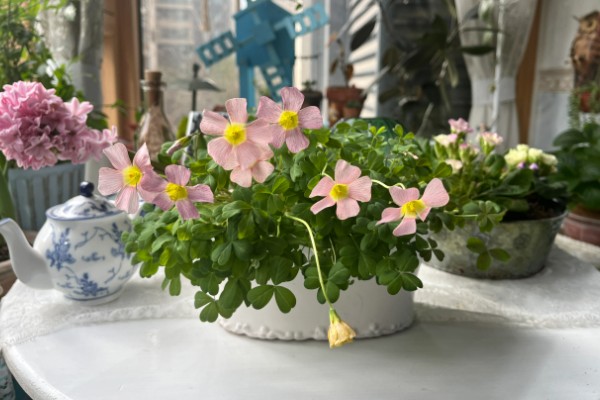 大口矮盆适合养哪些植物，以匍匐茎植物、浅根植物、矮小果树为宜