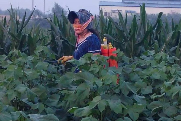 芸苔素内酯的用量多少合适，用途不同导致用量不同