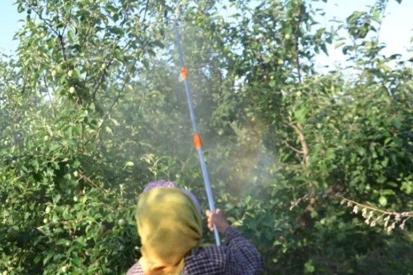 芸苔素内酯的用量多少合适，用途不同导致用量不同