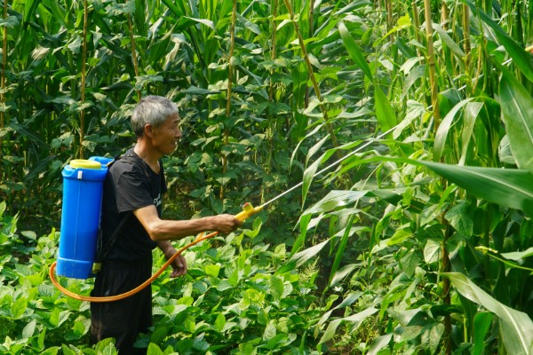 芸苔素内酯的用量多少合适，用途不同导致用量不同
