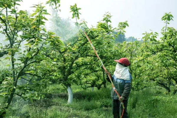 芸苔素内酯的用量多少合适，用途不同导致用量不同