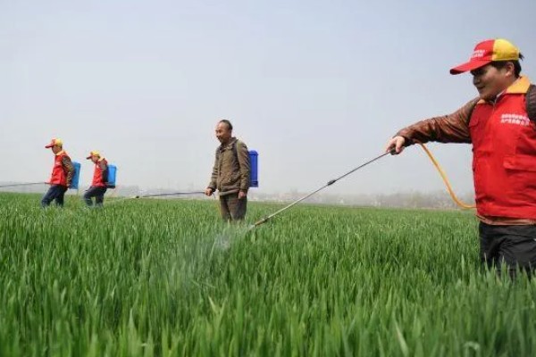 芸苔素内酯的用量多少合适，用途不同导致用量不同