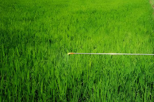 提高农药利用率的方法，按照使用说明配制药液浓度