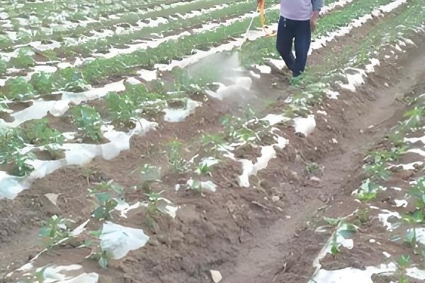 提高农药利用率的方法，按照使用说明配制药液浓度