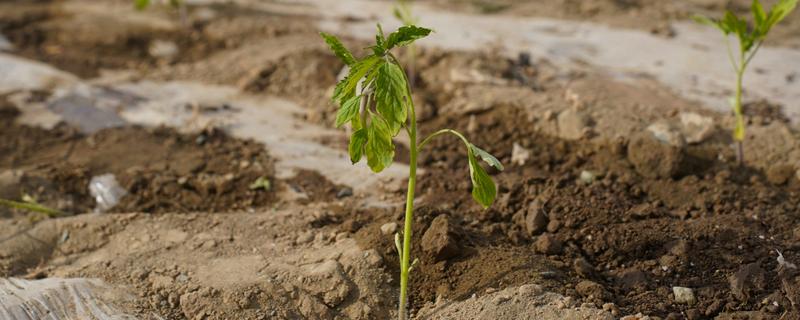 西红柿移栽缓苗要几天，需要七天