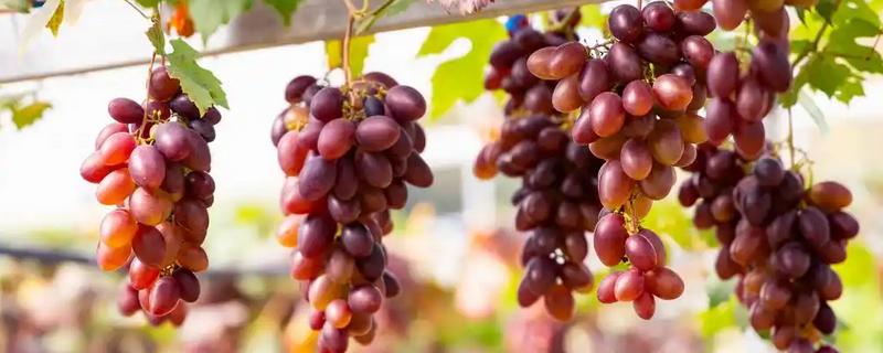 红提葡萄的种植方法，pH值介于5.6-7.4之间为宜