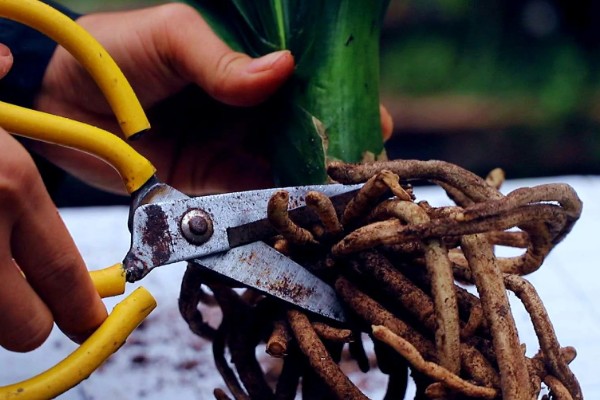 君子兰烂根如何解决，剪除烂根消毒晾干后再重栽