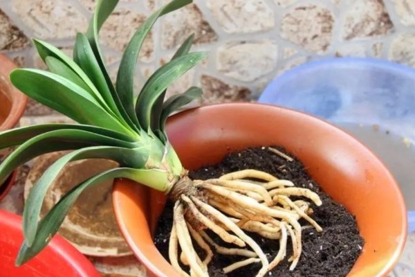 君子兰烂根如何解决，剪除烂根消毒晾干后再重栽