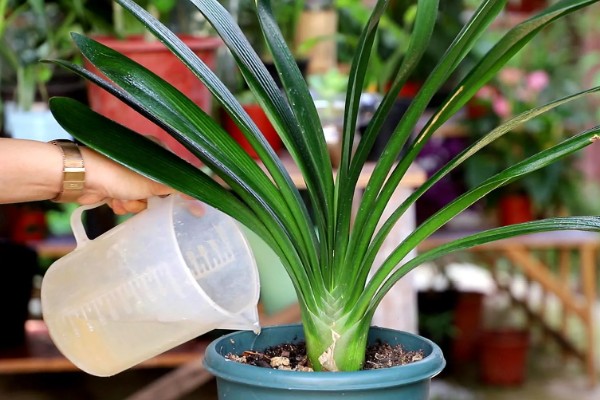 君子兰烂根如何解决，剪除烂根消毒晾干后再重栽