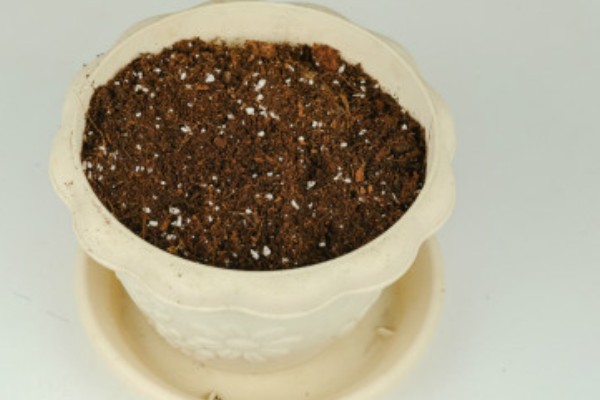 君子兰烂根如何解决，剪除烂根消毒晾干后再重栽