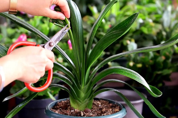 君子兰烂根如何解决，剪除烂根消毒晾干后再重栽