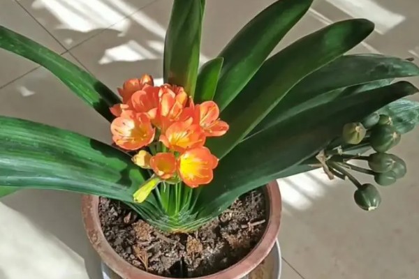 君子兰烂根如何解决，剪除烂根消毒晾干后再重栽