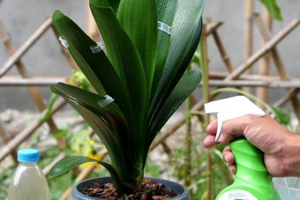 君子兰烂根如何解决，剪除烂根消毒晾干后再重栽