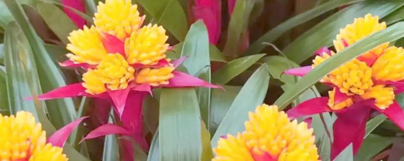 果子蔓会不会开花，一生只会开放1次