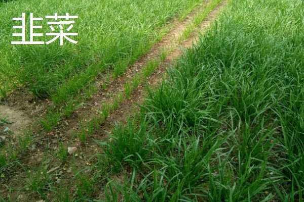 哪些蔬菜可以多次收割，常见韭菜、空心菜等品种