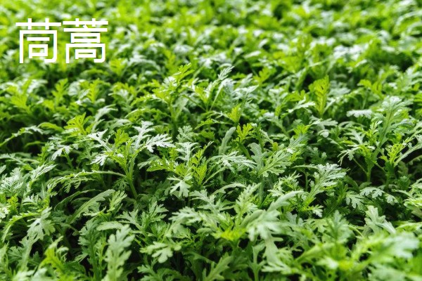 哪些蔬菜可以多次收割，常见韭菜、空心菜等品种