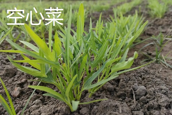 哪些蔬菜可以多次收割，常见韭菜、空心菜等品种