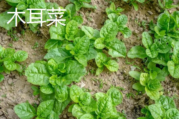 哪些蔬菜可以多次收割，常见韭菜、空心菜等品种