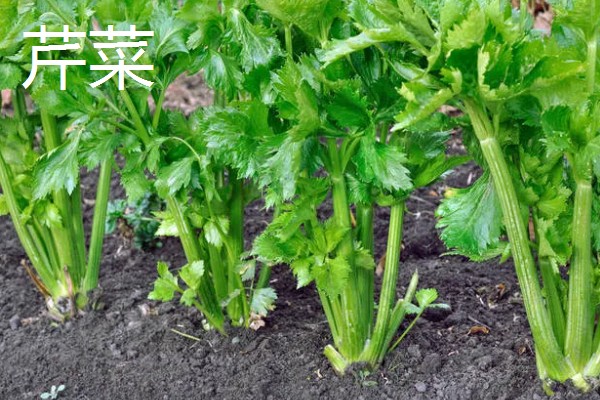 哪些蔬菜可以多次收割，常见韭菜、空心菜等品种