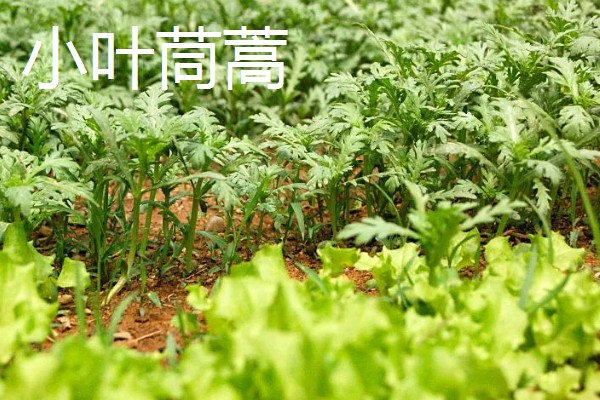 哪些蔬菜可以多次收割，常见韭菜、空心菜等品种