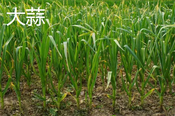 哪些蔬菜可以多次收割，常见韭菜、空心菜等品种