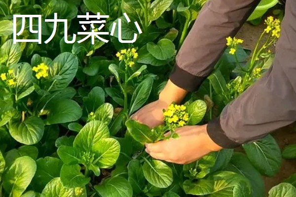 哪些蔬菜可以多次收割，常见韭菜、空心菜等品种