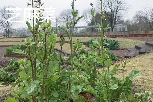 哪些蔬菜可以多次收割，常见韭菜、空心菜等品种