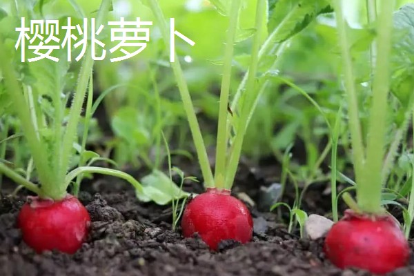 哪些蔬菜可以多次收割，常见韭菜、空心菜等品种