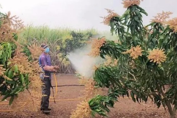 芒果露水斑如何预防,中后期合理使用调节剂