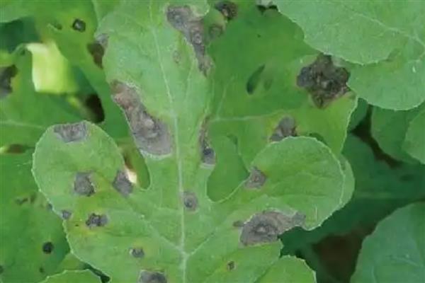 萝卜炭疽病的症状,发病部位会出现褐色小斑