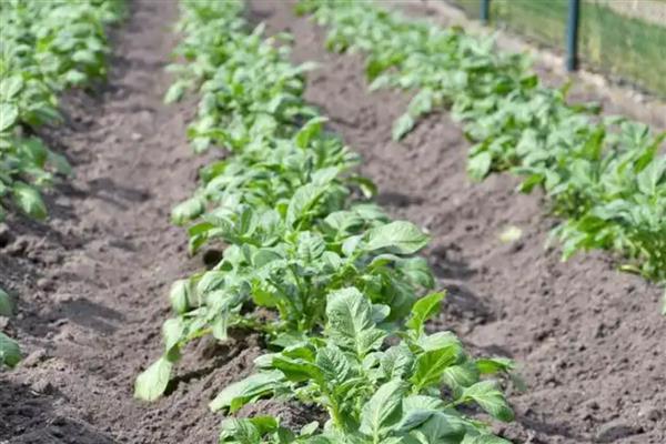 萝卜炭疽病的症状,发病部位会出现褐色小斑