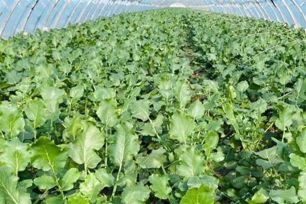 萝卜炭疽病的症状,发病部位会出现褐色小斑