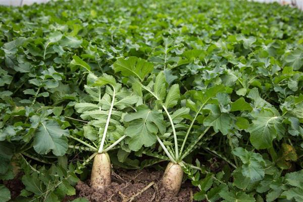 萝卜炭疽病的症状,发病部位会出现褐色小斑