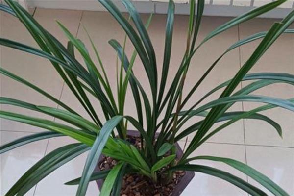 让兰花开放的方法,要让植株接受散射光照