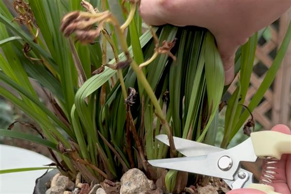 让兰花开放的方法,要让植株接受散射光照