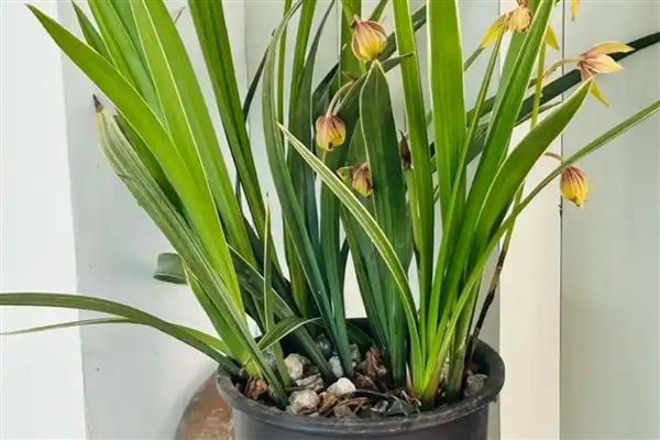 让兰花开放的方法,要让植株接受散射光照