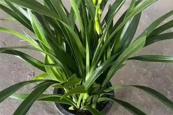 让兰花开放的方法,要让植株接受散射光照