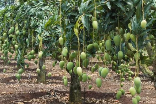 芒果露水斑如何预防,中后期合理使用调节剂