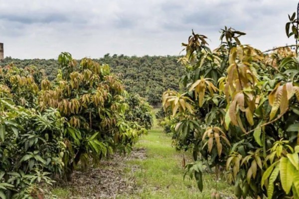 芒果露水斑如何预防,中后期合理使用调节剂