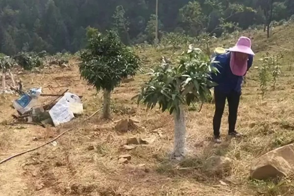 芒果露水斑如何预防,中后期合理使用调节剂