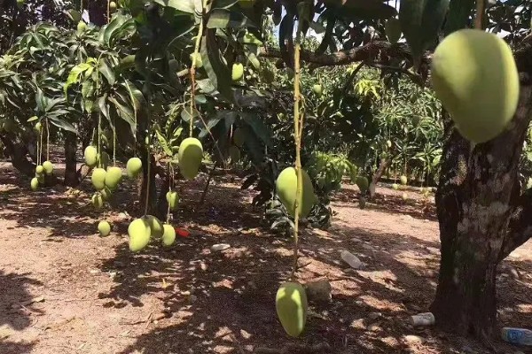 芒果露水斑如何预防,中后期合理使用调节剂