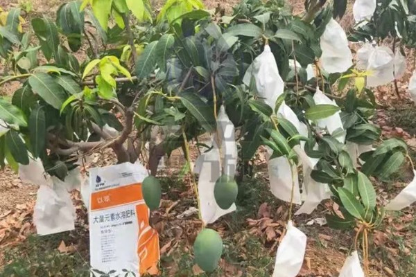 芒果露水斑如何预防,中后期合理使用调节剂