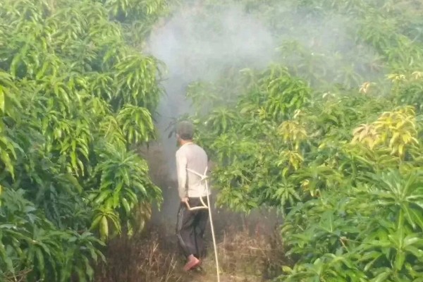 芒果露水斑如何预防,中后期合理使用调节剂