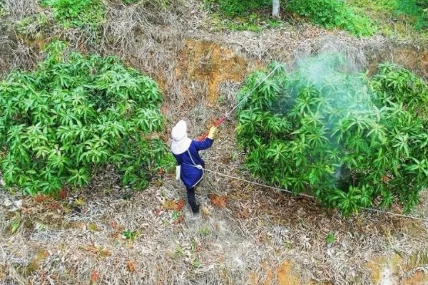 芒果露水斑如何预防,中后期合理使用调节剂