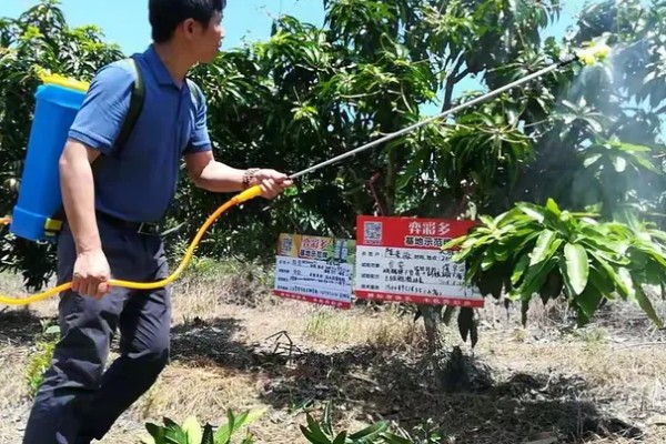 芒果露水斑如何预防,中后期合理使用调节剂