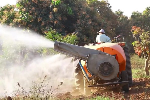 芒果露水斑如何预防,中后期合理使用调节剂