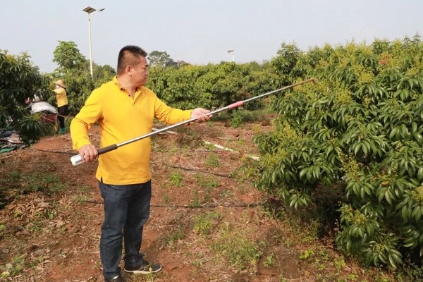 芒果露水斑如何预防,中后期合理使用调节剂