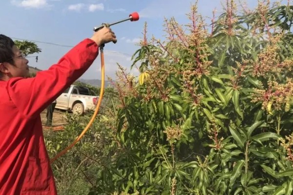 芒果露水斑如何预防,中后期合理使用调节剂