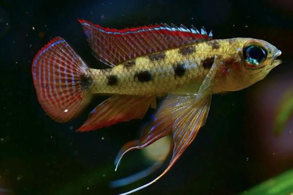 蒙面皇冠短鲷好不好养,具有一定难度不适合新手