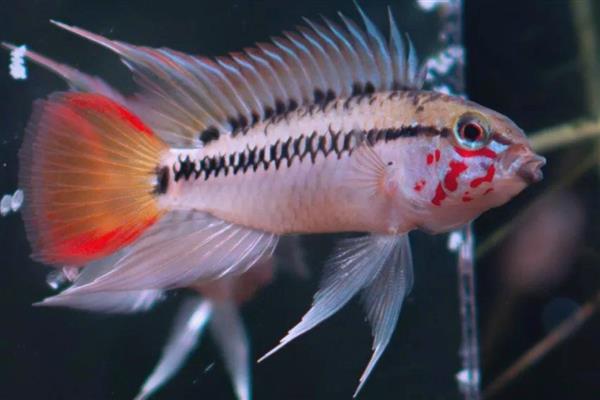 蒙面皇冠短鲷好不好养,具有一定难度不适合新手